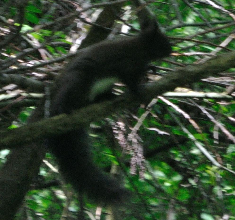 Scoiattolo, Sciurus vulgaris - Carsoli (AQ)